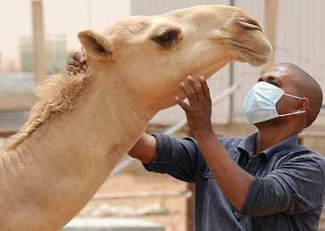 منع دخول الأبل إلى المشاعر المقدسة خلال موسم الحج