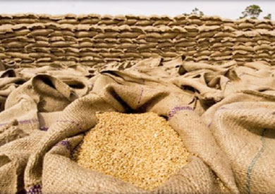 الحكومة تعلن زيادة أسعار توريد القمح دعمًا للفلاحين