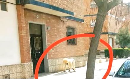 إسباني يتنكر بزي كلب لخرق حظر التجول