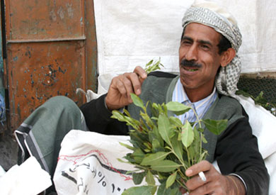 نبتة القات