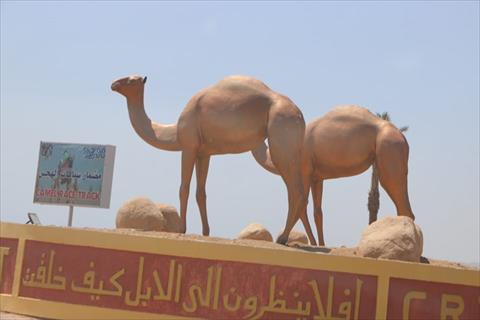 صور س ج كل ما تريد معرفته عن مهرجان سباق الهجن بالإسماعيلية اليوم السابع
