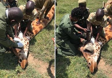 الزرافة المصابة بالورم