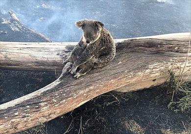 الكوالا حزينة وسط حرائق استراليا