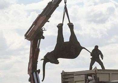 أفيال مالى فى وطن جديد