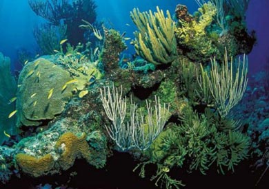 زيادة انبعاثات ثاني أكسيد الكربون الناتج عن احتراق الوقود الحفري تغير كيمياء المحيطات بصورة أسرع من "الموت العظيم" الذي حدث قبل 250 مليون سنة