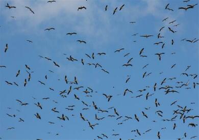 الطيور المهاجرة