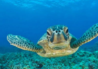 يُعتقد أن السلاحف تستخدم بوصلة مغناطيسية داخلية لتجد طريق العودة إلى موطنها في الشواطيء التي فقست فيه بيضها