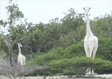 This image has an empty alt attribute; its file name is zarafewr.jpg